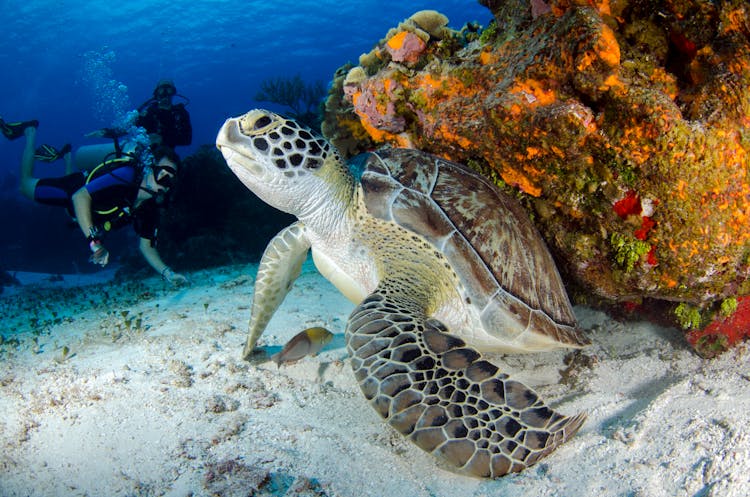 Brown And Black Turtle On Seabed