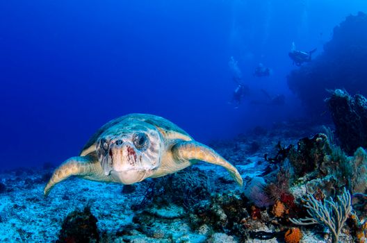 Close-up of a sea turtle swimming underwater with divers in the blue ocean.