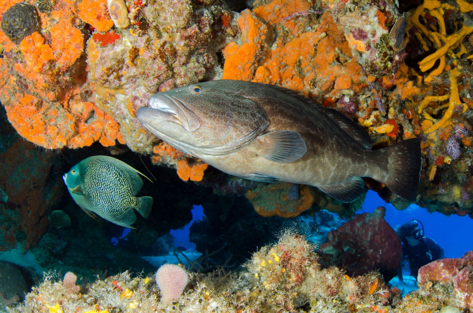 Sapphire Reef