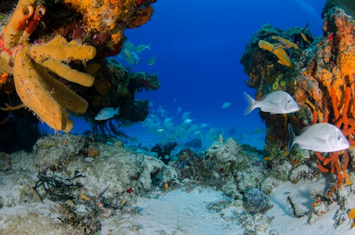 Foto profissional grátis de animais selvagens, animal aquático, corais