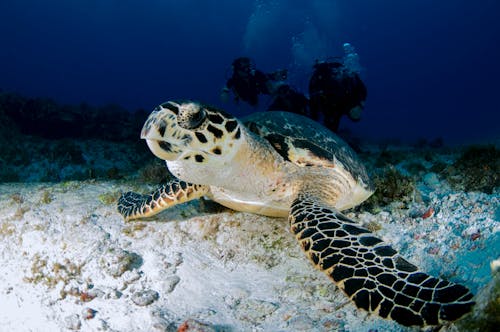 White and Black Turtle Under Water