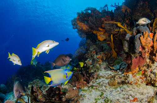 deniz hayvanları, mavi deniz, mavi okyanus içeren Ücretsiz stok fotoğraf