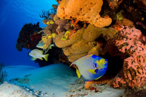 Imagine de stoc gratuită din a închide, animale acvatice, corali