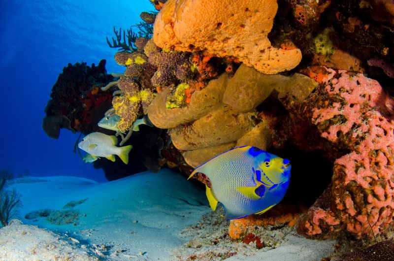 Vibrant underwater scene featuring a queen angelfish amid colorful corals.