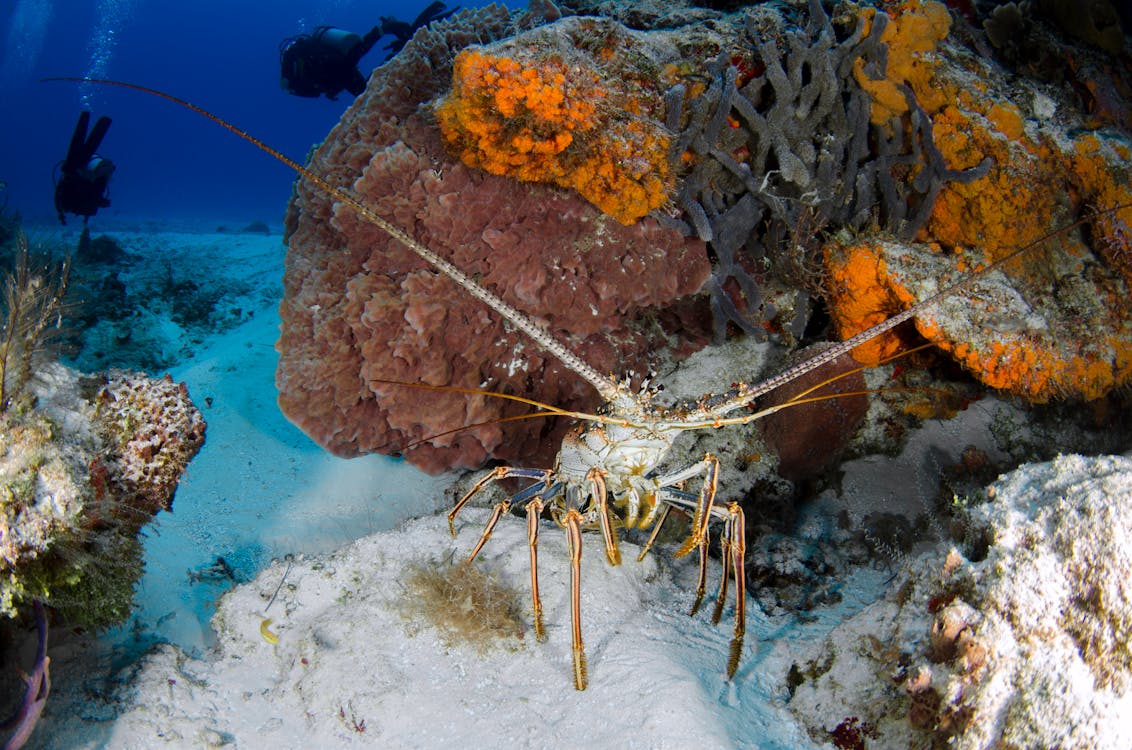 A Crustacean Under the Sea