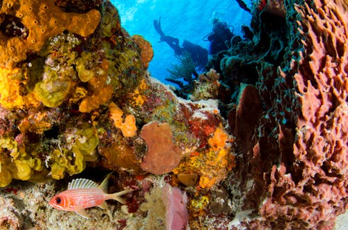 Scuba Diver Swimming with Fish · Free Stock Photo