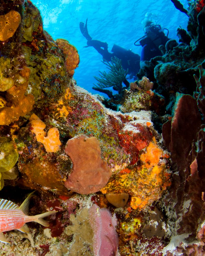 Colorful coral reef and tropical fish underwater near Dili, Timor-Leste