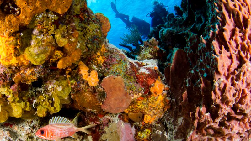 Diving di antara terumbu karang sehat perairan Pulau Derawan