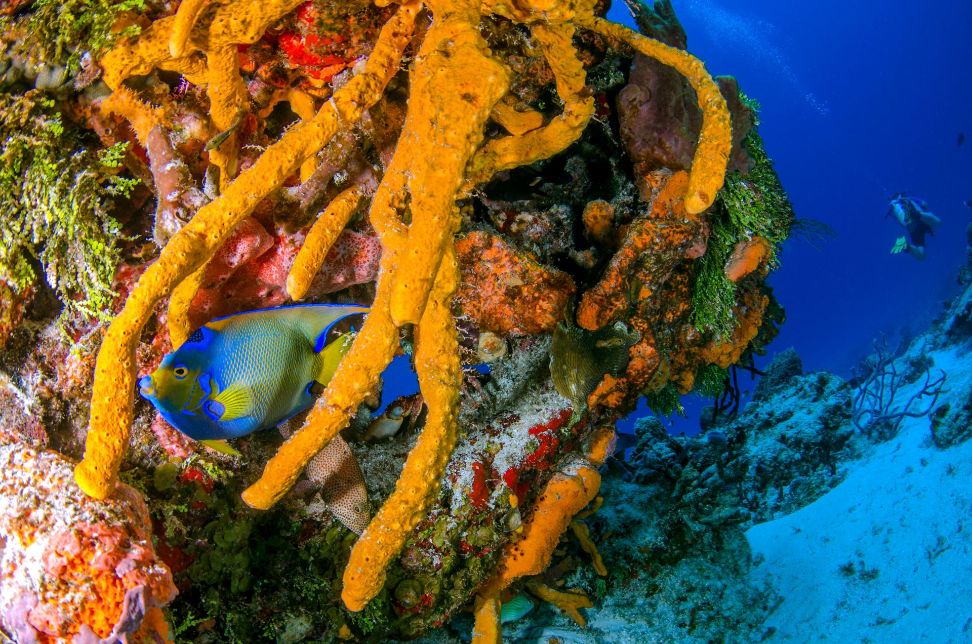 Underwater scene of a Queen Angelfish swimming gracefully among colorful coral reef formations in clear blue water.
