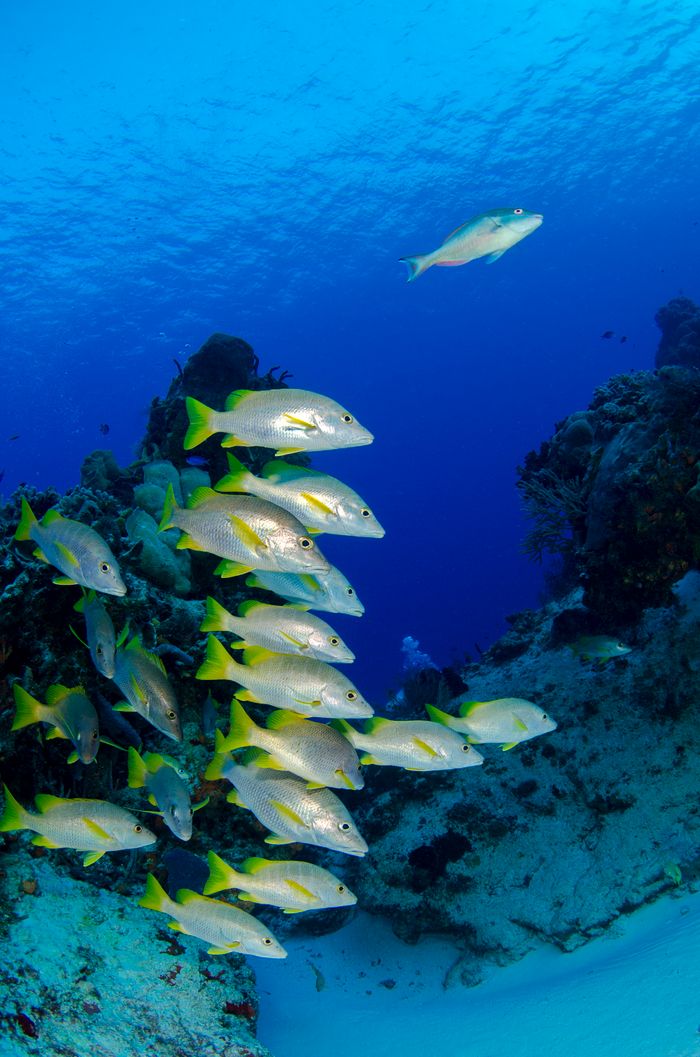 Shoal of fish in deep water by Leonardo Lamas on Pexels