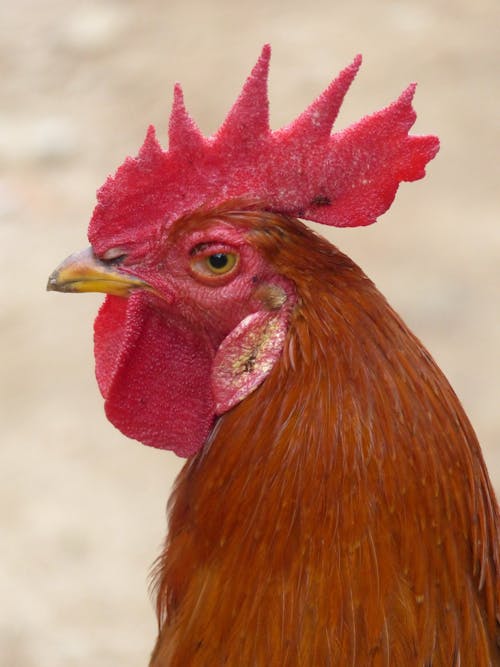 Free Close-Up of a Rooster Stock Photo