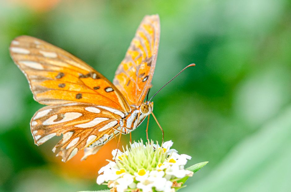 A vibrant orange butterfly perched on a white flower, showcasing detailed wing patterns.