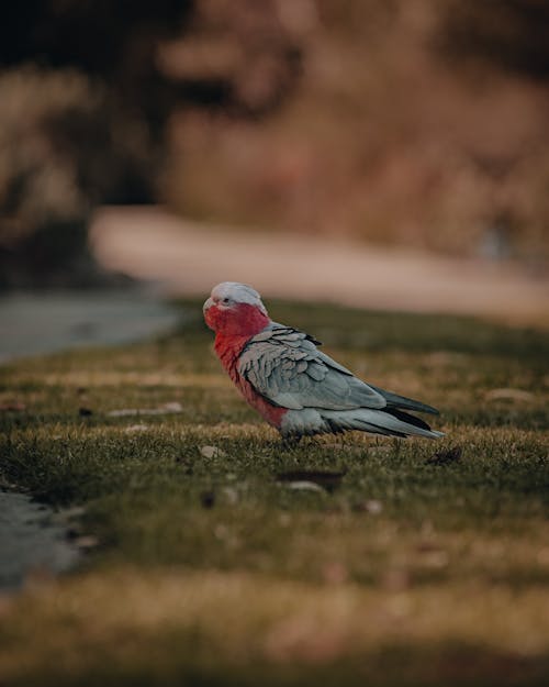 Red and Gray Bird on the Ground