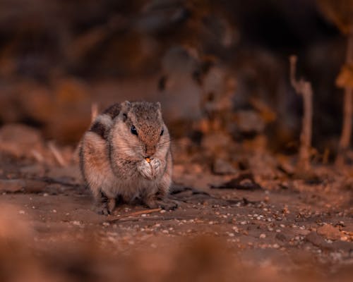 Adorable Squirrel Eating