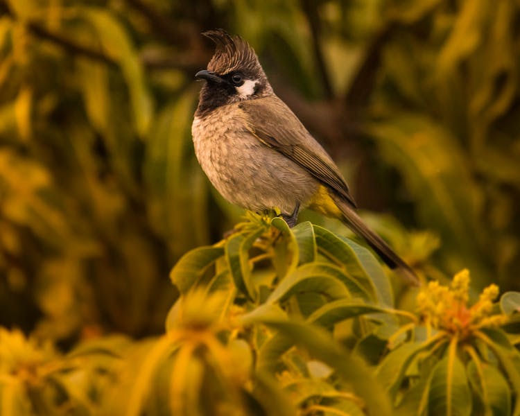 Gray And Black Bird On Green Leaves