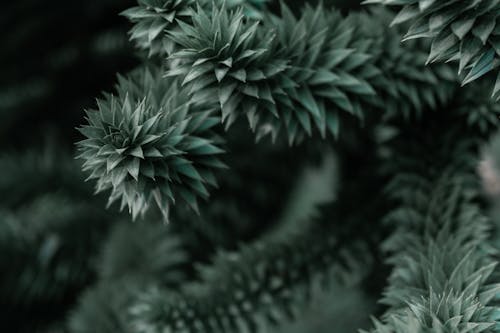 Selective Focus of Sharp Leaves