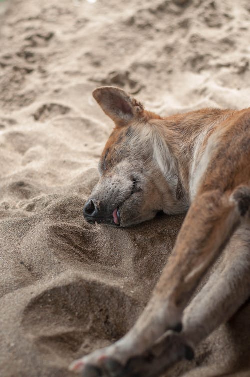 Foto profissional grátis de areia da praia, cachorro, cachorro dormindo