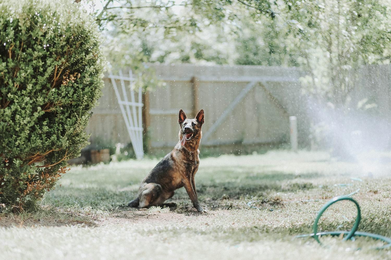 Dog playing in backyard sprinkler