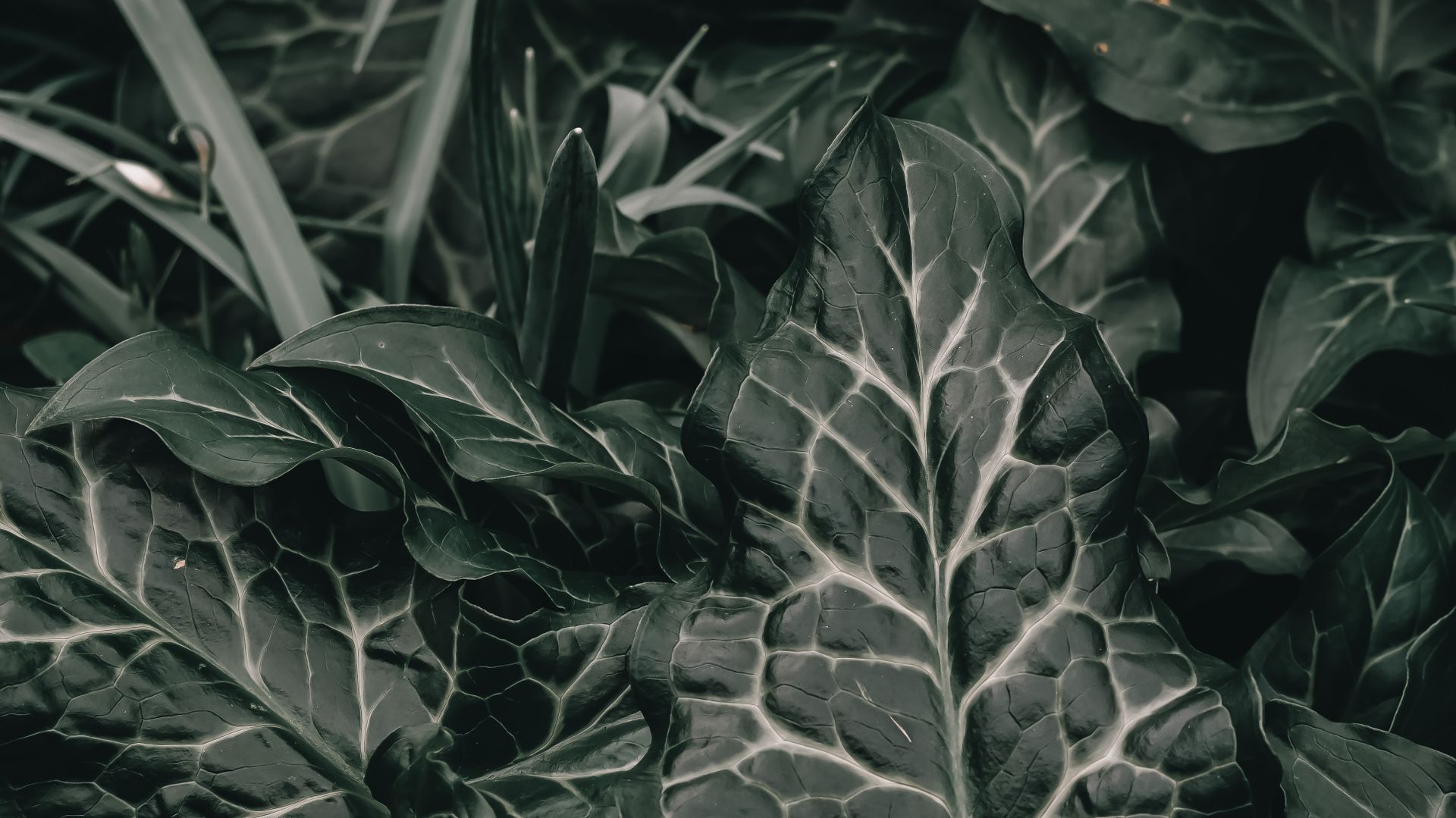 Detailed shot of Arum Italicum leaves showcasing intricate vein patterns.