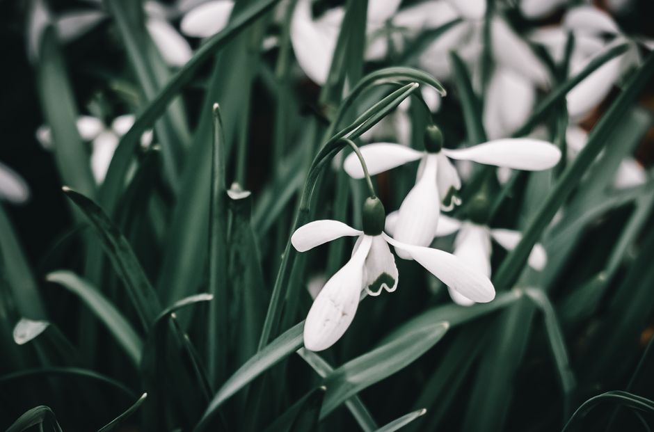 Elegant close-up of blooming snowdrops amidst green foliage in a Cambridge garden.