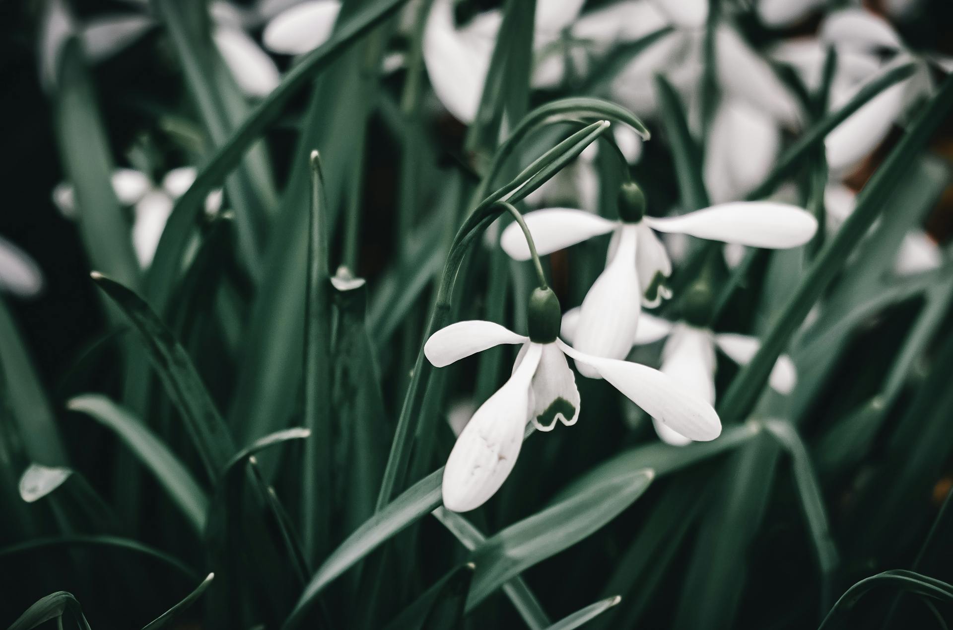 Elegant close-up of blooming snowdrops amidst green foliage in a Cambridge garden.