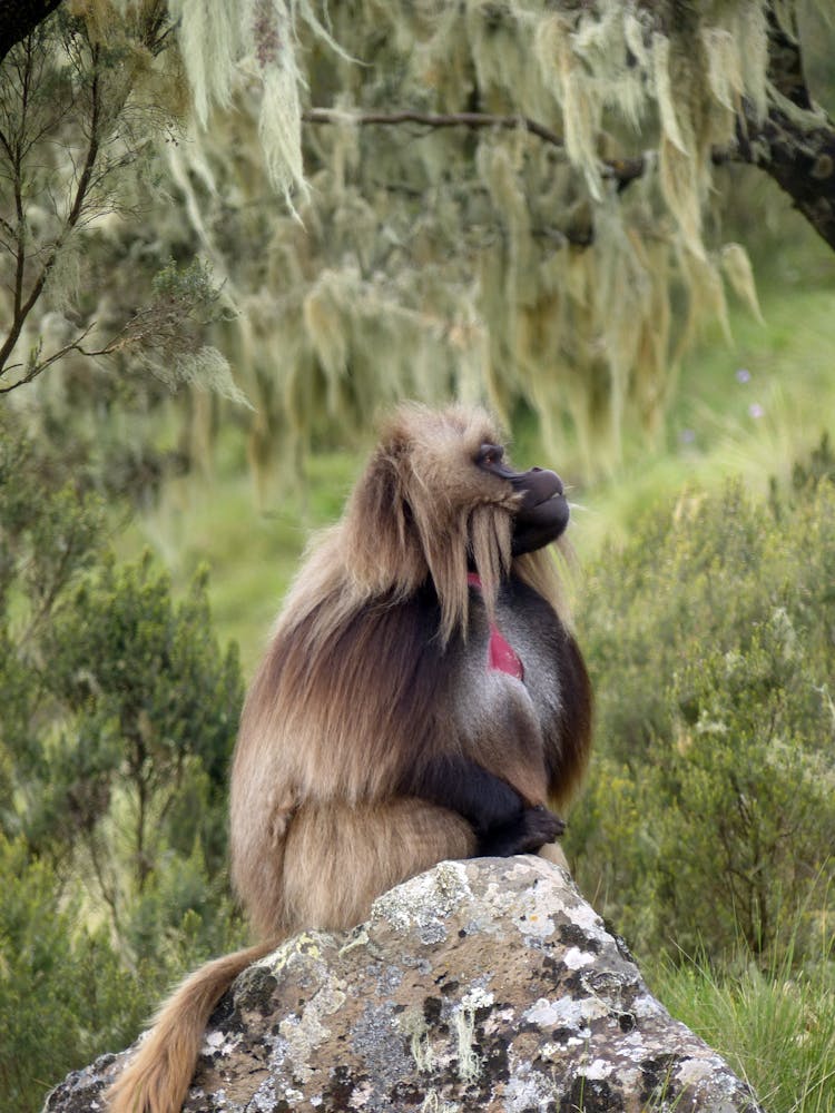 A Close-Up Shot Of A Gelada Monkey Sitting On A Rock