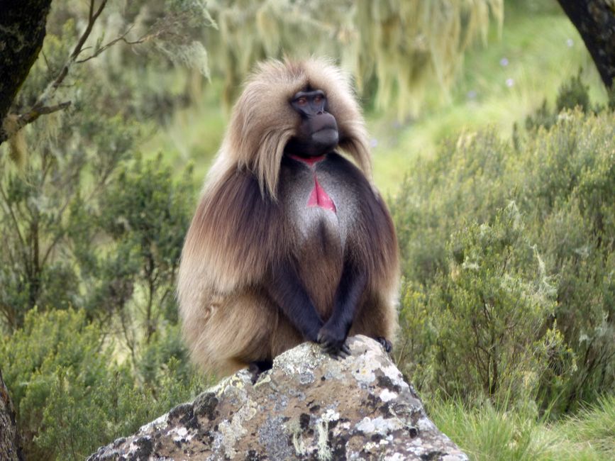 A lone Gelada baboon sits majestically against the lush Ethiopian highlands.