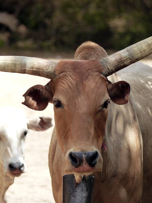 Close up Photo of a brown Cow