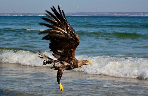 Free An Eagle Flying Over the Sea Stock Photo