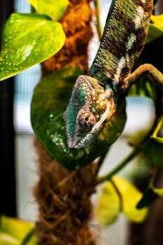 gecko photo