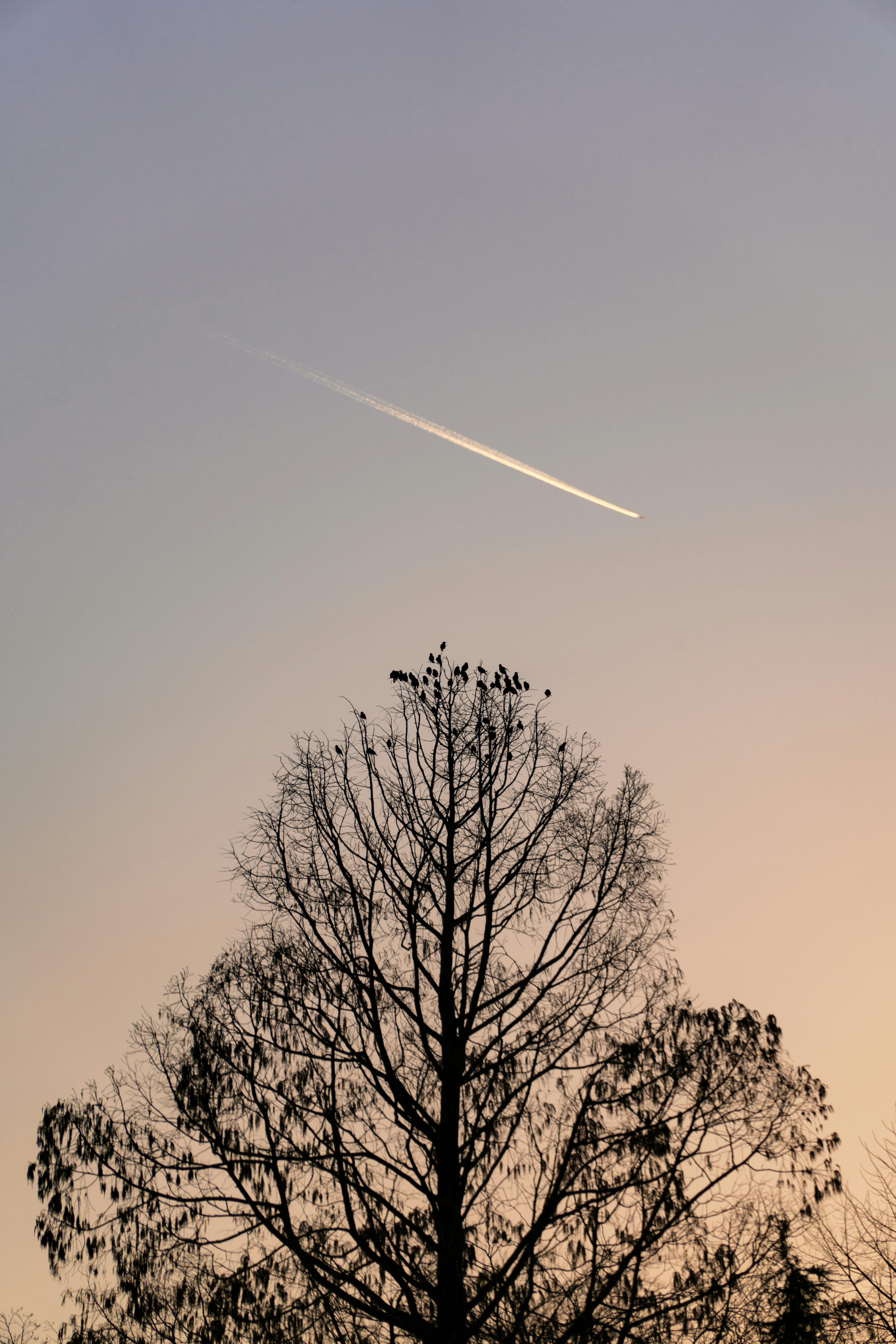 Silhouetted tree against a sunset sky featuring a contrail in Gescher, NRW, Germany.