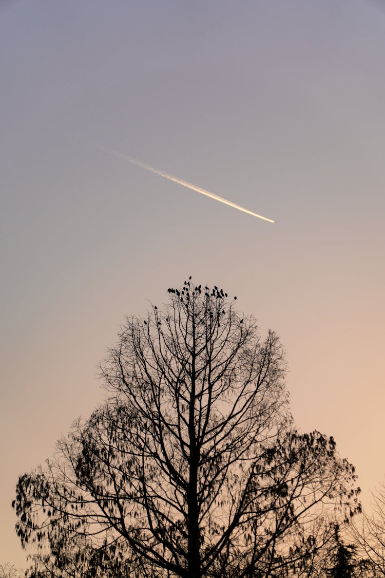 Sky During Sunset With Contrail Above A Tree 