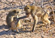 A heartwarming scene of a baboon family interacting on the ground in Botswana's wildlife.