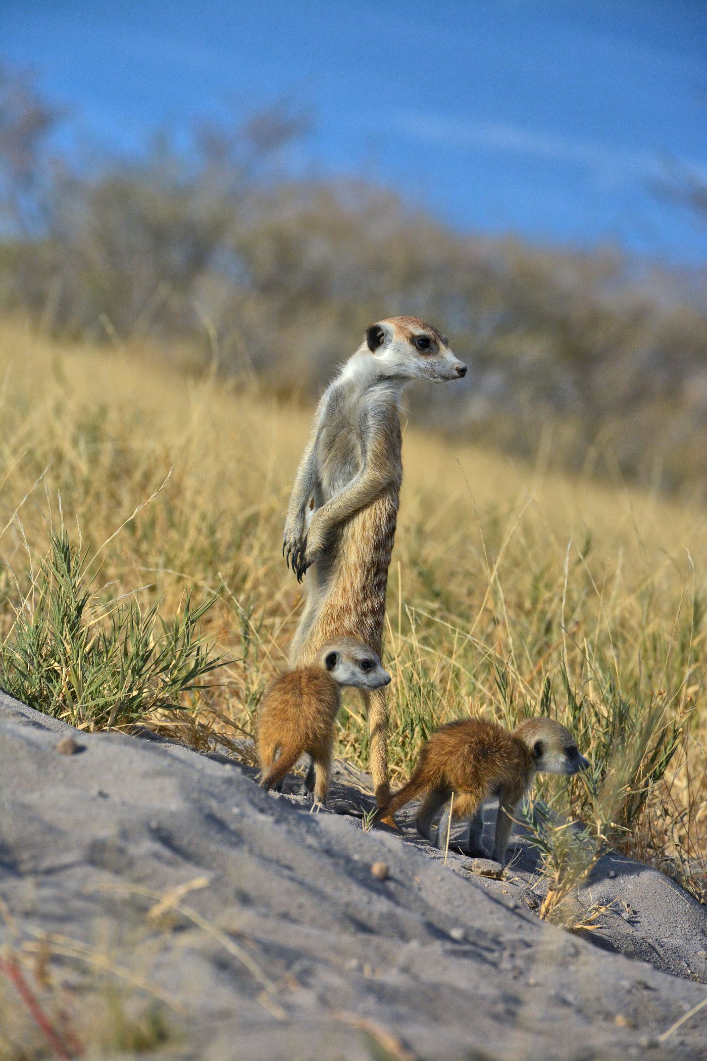 A family of meerkats standing alert on open Kalahari grassland in the morning sun