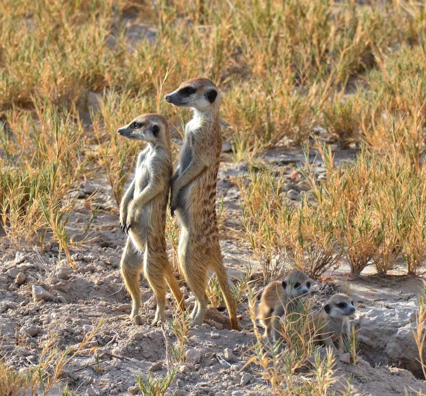 Kalahari Desert photo 2