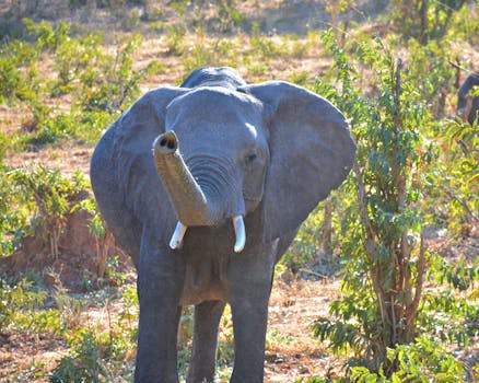 Okavango Delta, Botswana photo 8