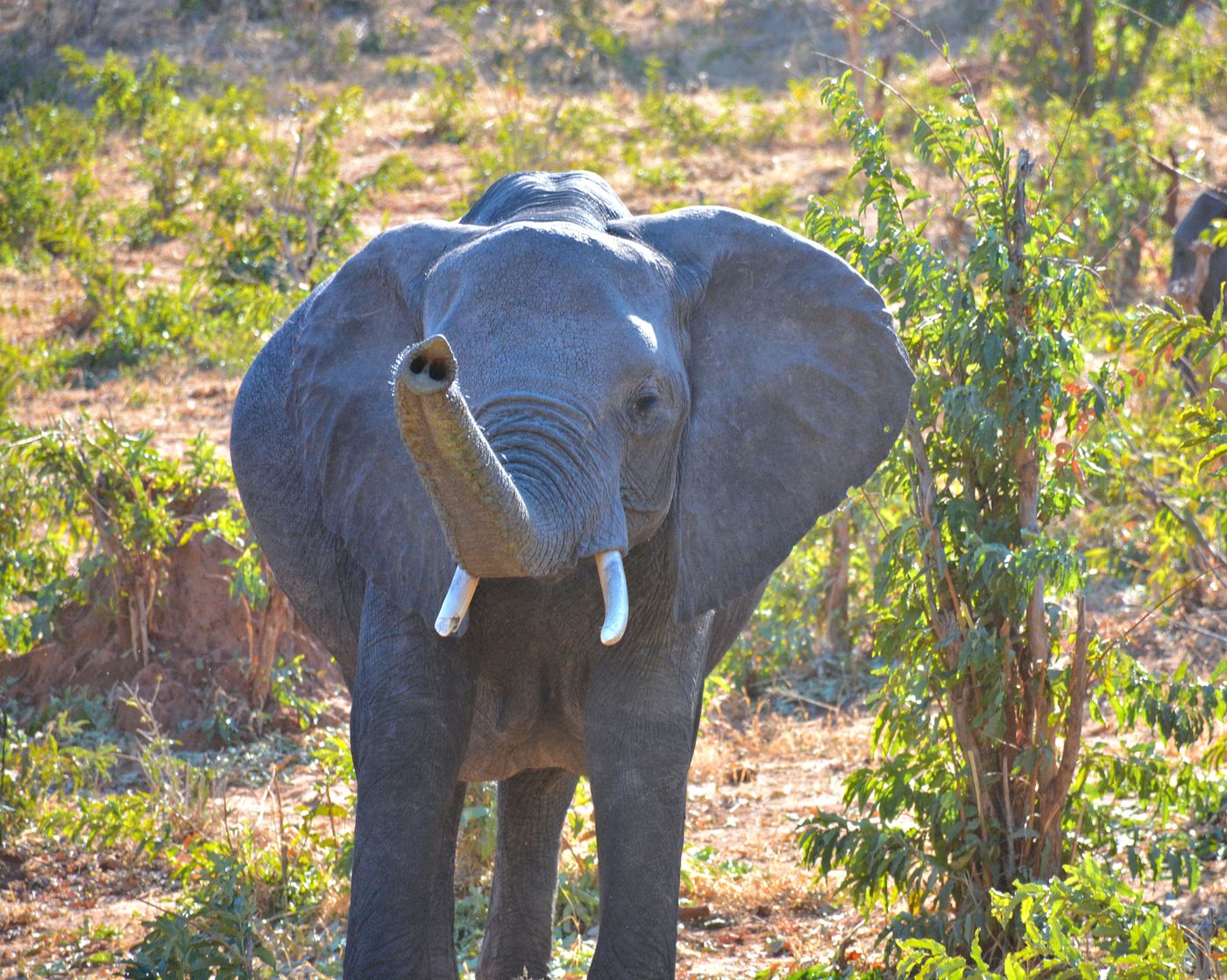 A close-up of an African elephant in a sunny Botswana grassland