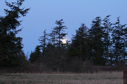 Free stock photo of fir trees, full moon, moon
