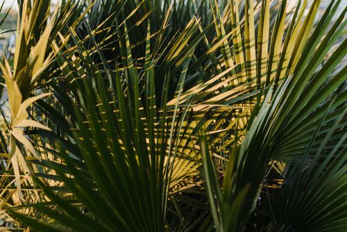 Free Close-up of sunlit tropical palm leaves creating a vibrant green foliage backdrop. Stock Photo