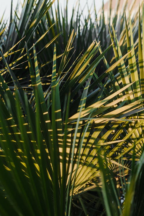 Palm Plants With Green Leaves