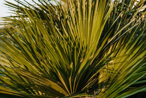 Free Detailed close-up of green palm fronds basking in natural sunlight, showcasing texture and color. Stock Photo