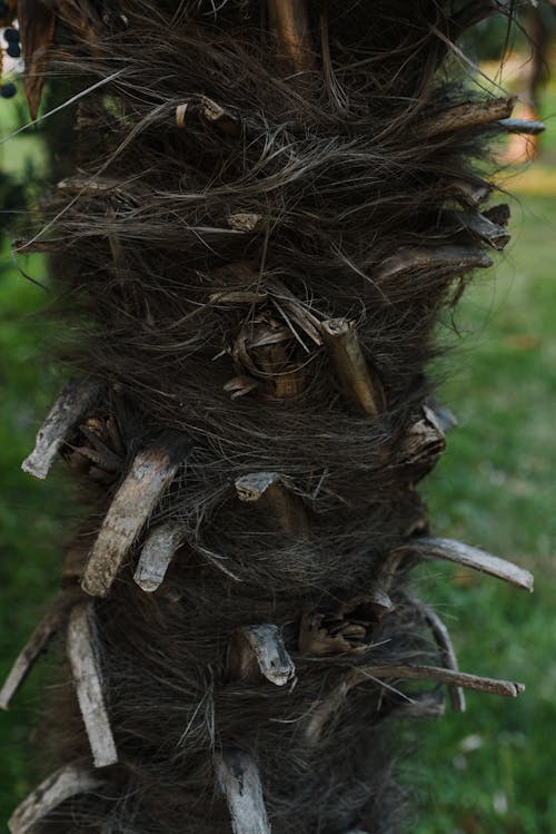 Foto d'estoc gratuïta de arbre, bagul, fotografia de natura