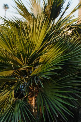 Foglie verdi di palma illuminate dal sole