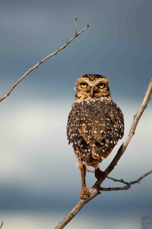 Free Brown Owl Perched on Brown Tree Branch Stock Photo