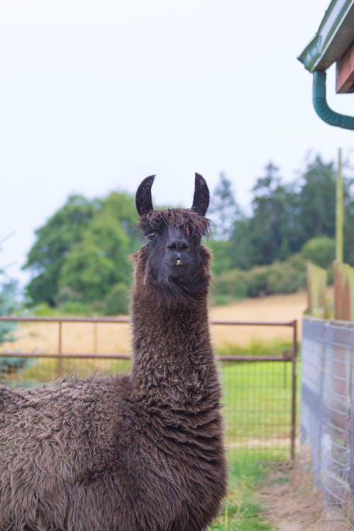 Foto stok gratis brown llama, menutup llama