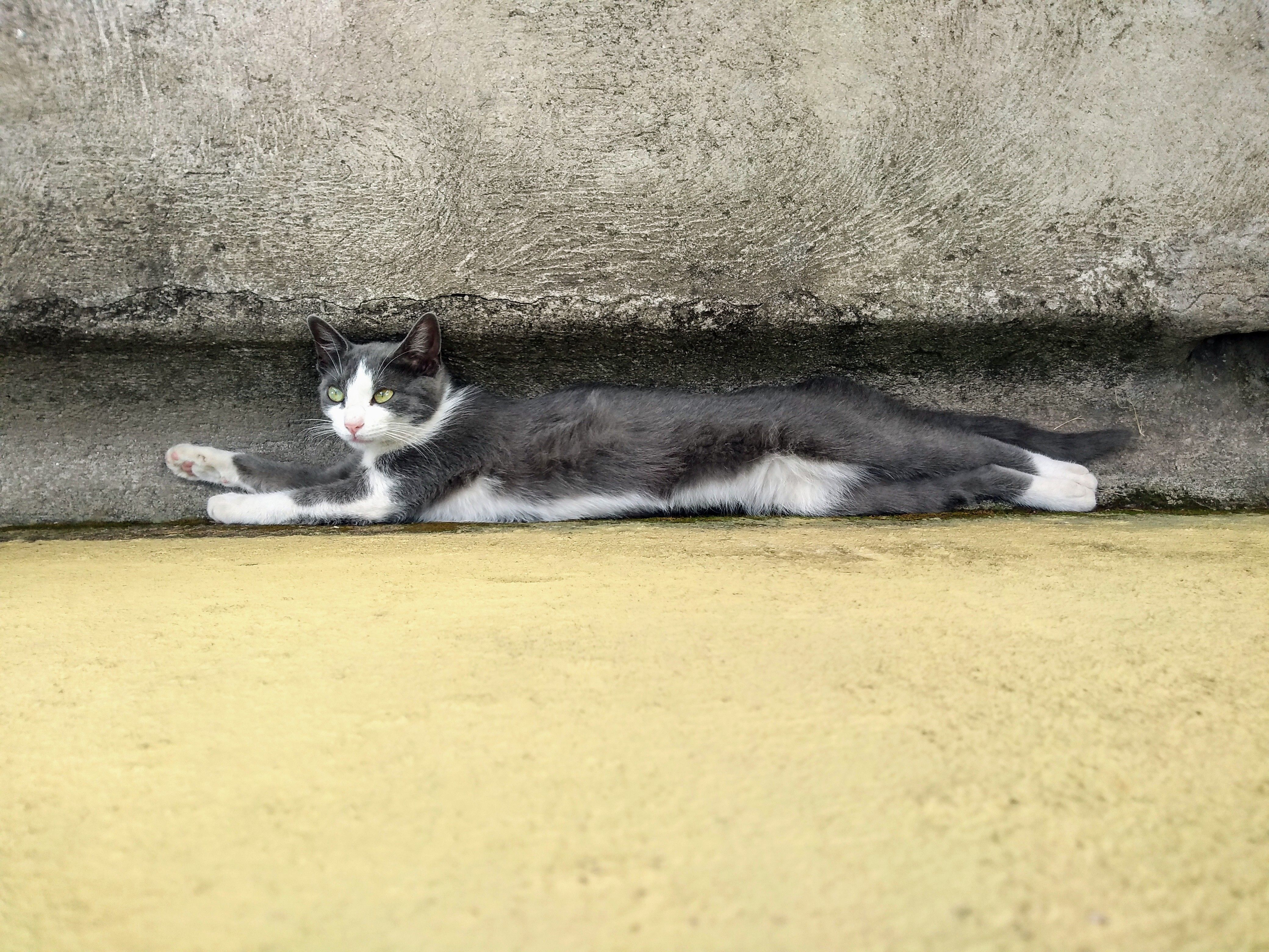 Healthcare and wellness consultation for a cat
