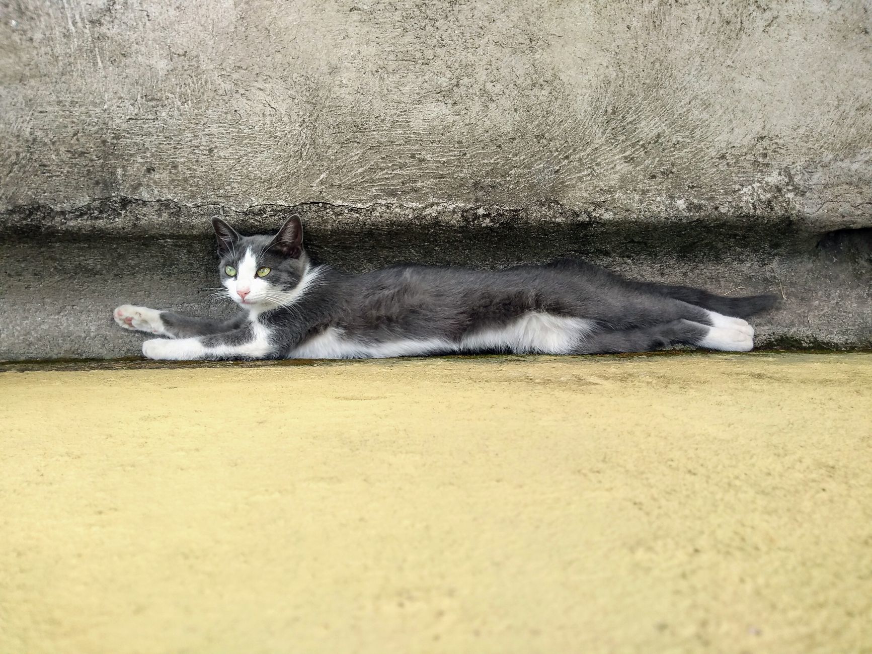 Healthcare and wellness consultation for a cat