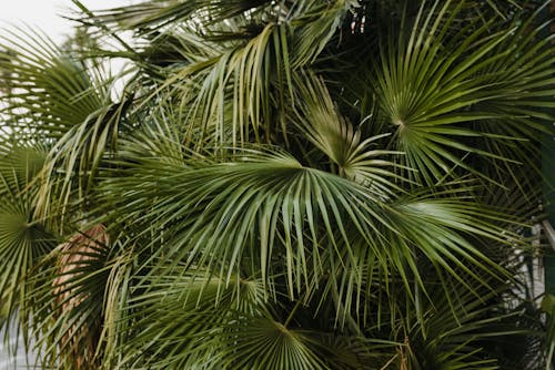 Fotos de stock gratuitas de brahea, de cerca, Hojas de palmera