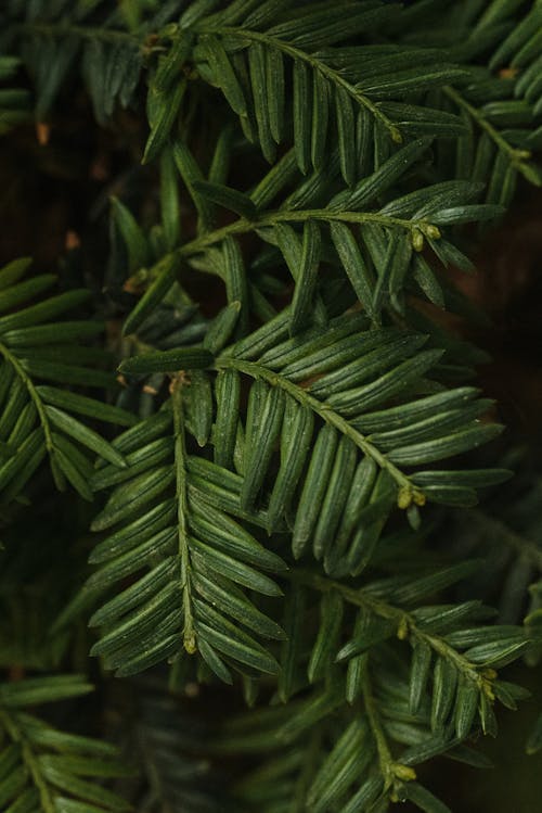 Green Plant Leaves