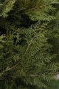 Green Leaves in Close Up Photography